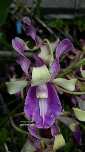 Dendrobium Oryen