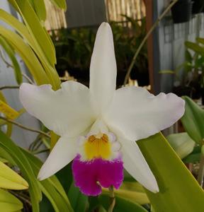 Laeliocattleya Daisy