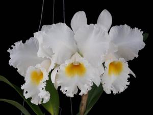 Cattleya Gertrude Hausermann