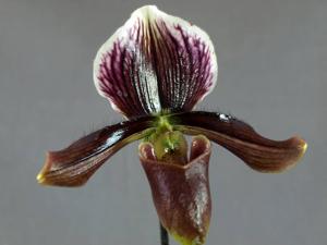 Paphiopedilum Harrisianum