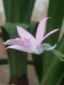 Calanthe Victoria Regina