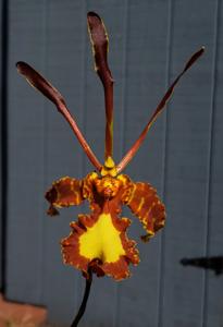 Psychopsis Mendenhall