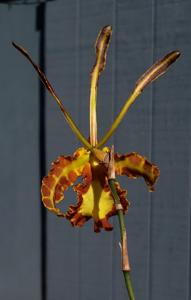 Psychopsis Mendenhall