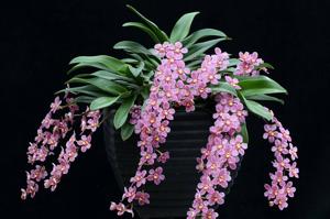 Sarcochilus Burgundy on Ice