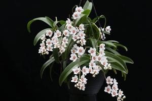 Sarcochilus Heidi