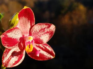 Phalaenopsis Meidarland Sunlight