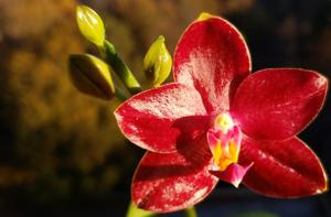 Phalaenopsis Meidarland Sunlight