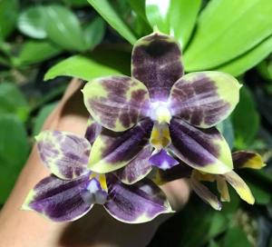 Phalaenopsis Mituo Purple Dragon