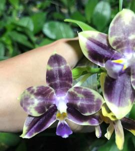 Phalaenopsis Mituo Purple Dragon