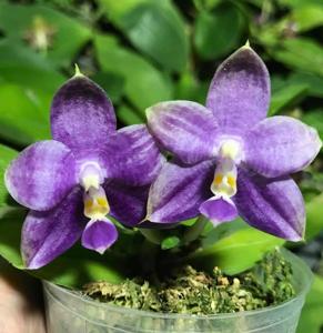 Phalaenopsis Mituo Purple Dragon