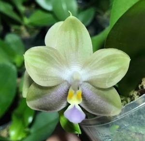 Phalaenopsis Mituo Purple Dragon