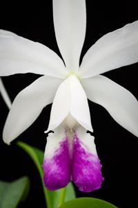 Cattleya Brazilian Star