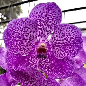 Vanda Fuchs Delight