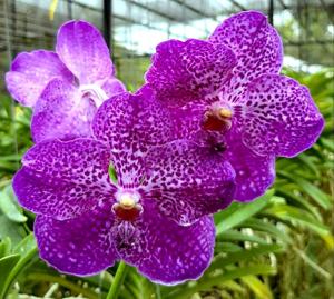 Vanda Fuchs Delight