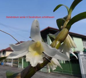 Dendrobium Save the Whale