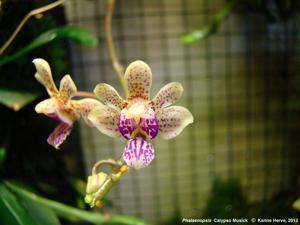 Phalaenopsis Calypso Musick