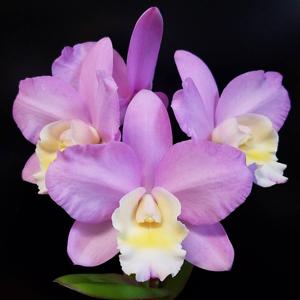 Cattlianthe Sandra Laura