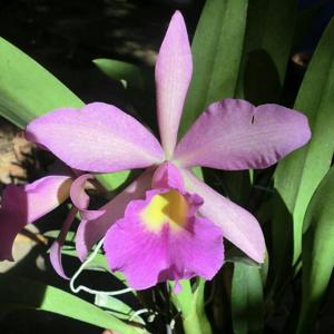 Brassocattleya Playa Paparo