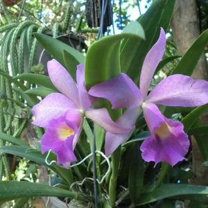 Brassocattleya Playa Paparo
