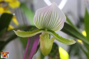 Paphiopedilum Maudiae