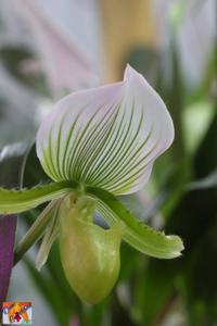 Paphiopedilum Maudiae