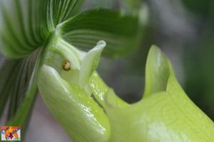 Paphiopedilum Maudiae