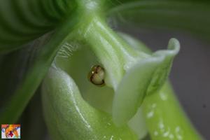 Paphiopedilum Maudiae