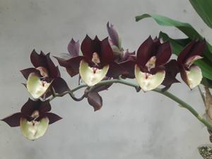 Catasetum Donna Wise