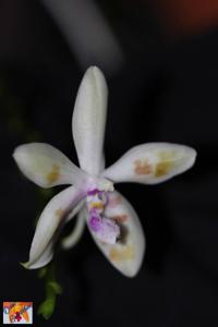 Phalaenopsis Li Sun High