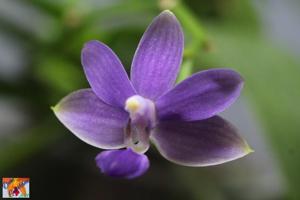 Phalaenopsis Purple Martin