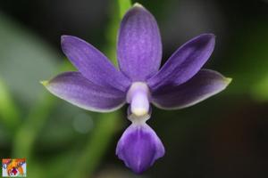 Phalaenopsis Purple Martin