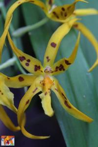 Brassia Mivada