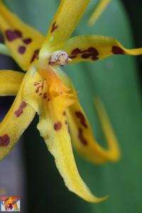 Brassia Mivada