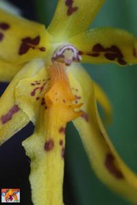 Brassia Mivada