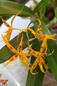 Brassia Mivada