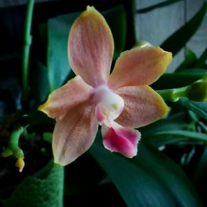 Phalaenopsis Tzu Chiang Orange