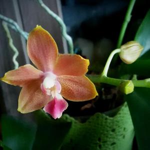 Phalaenopsis Tzu Chiang Orange