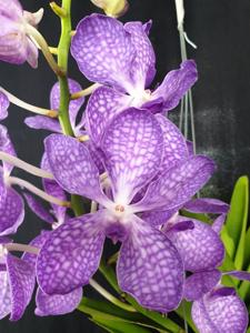 Vandachostylis Azure