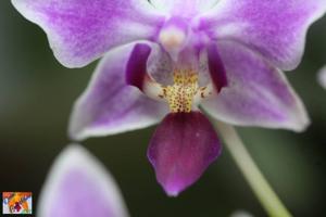 Phalaenopsis Rainbow Chip