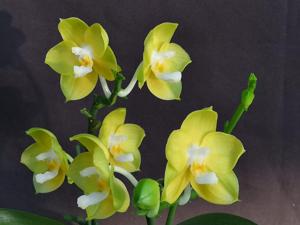 Phalaenopsis Joy Spring Canary