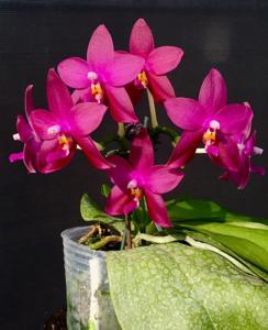 Phalaenopsis LD's Bear Queen-Jennifer Palermo