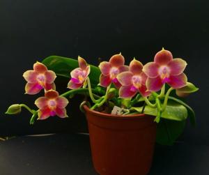 Phalaenopsis Joy Spring Canary