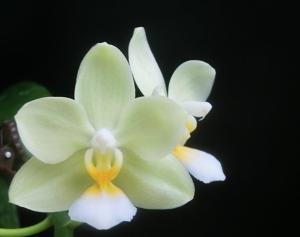 Phalaenopsis LD Cute Duck