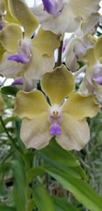 Vanda Shelia's Delight