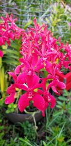 Renanstylis Bangkok Flame-gigantea