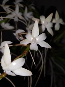 Aerangis Elro