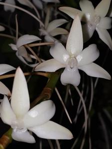 Aerangis Elro