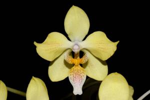 Phalaenopsis Little Dragon