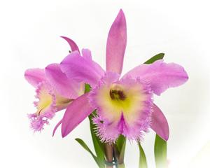 Rhyncholaeliocattleya Nestor