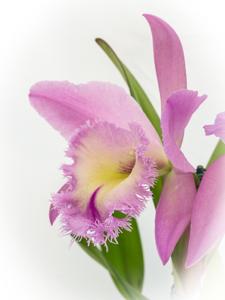 Rhyncholaeliocattleya Nestor